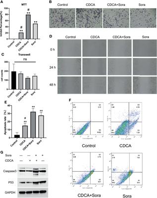 Chenodeoxycholic Acid Enhances the Effect of Sorafenib in Inhibiting HepG2 Cell Growth Through EGFR/Stat3 Pathway